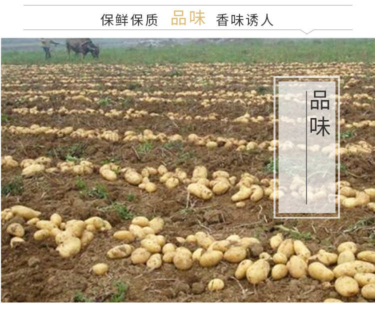 土豆_07.jpg