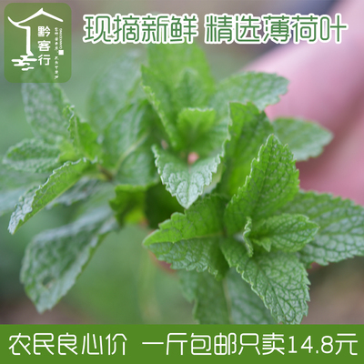 薄荷叶鱼香菜500g装