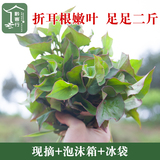 鱼腥草折耳根新鲜嫩叶2斤装