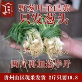 野葱苦葱苦蒜头